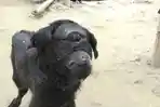 bayi-kambing-di-india-ini-hanya-miliki-satu-mata_20170523_222523.jpg