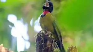 BURUNG-ARWAH.jpg