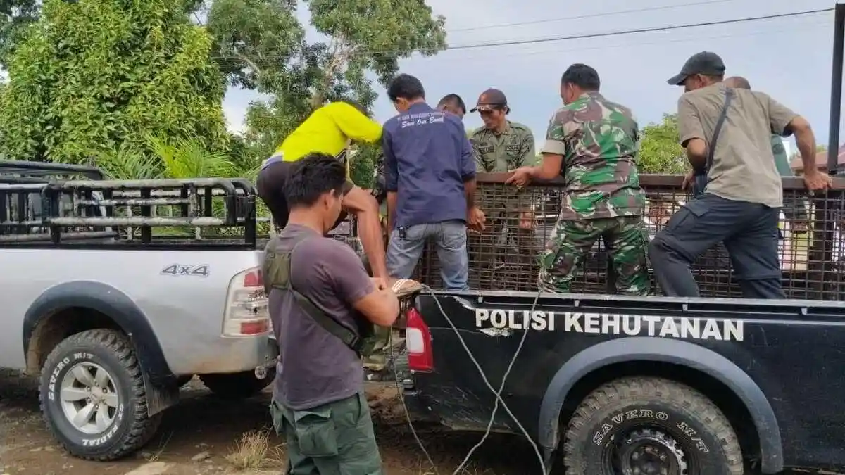 Dua Serangan Harimau Dalam 4 Hari, Seorang Warga Tewas, Sapi Juga Mati Dimangsa
