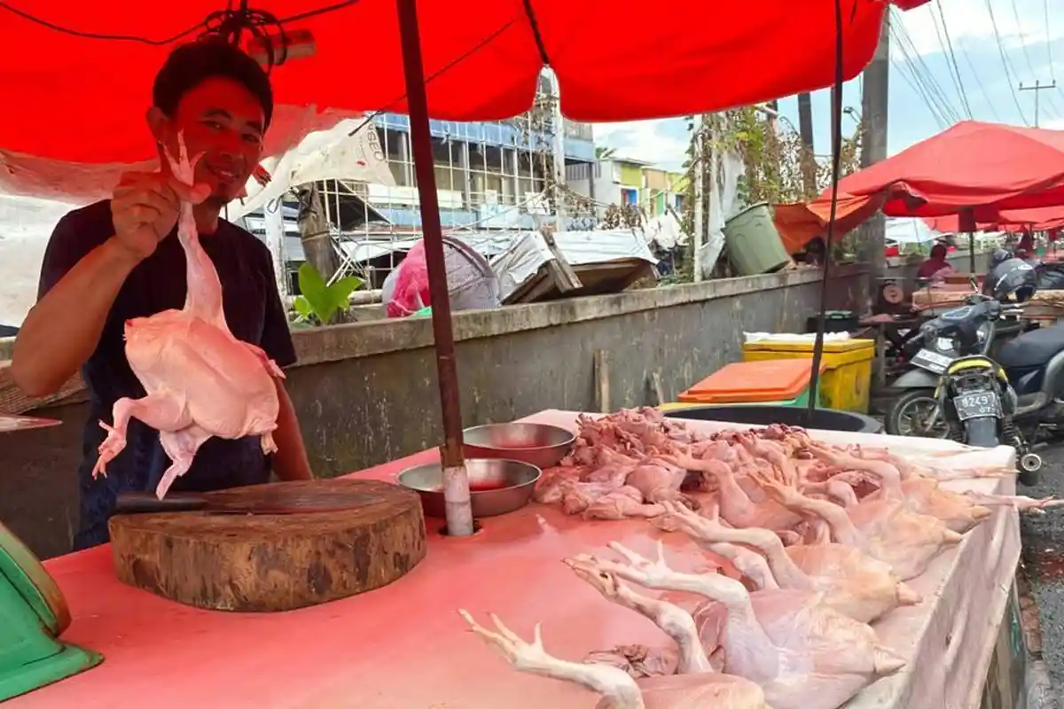 Harga Ayam Ras di Pangkalpinang Naik Cukup Signifikan