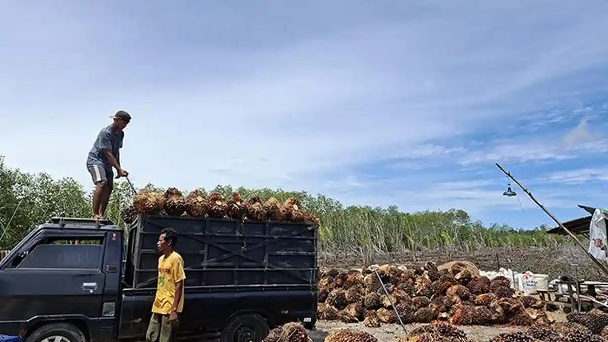 Awal Pekan, Harga Sawit di Petani Aceh Singkil Naik - Serambinews.com