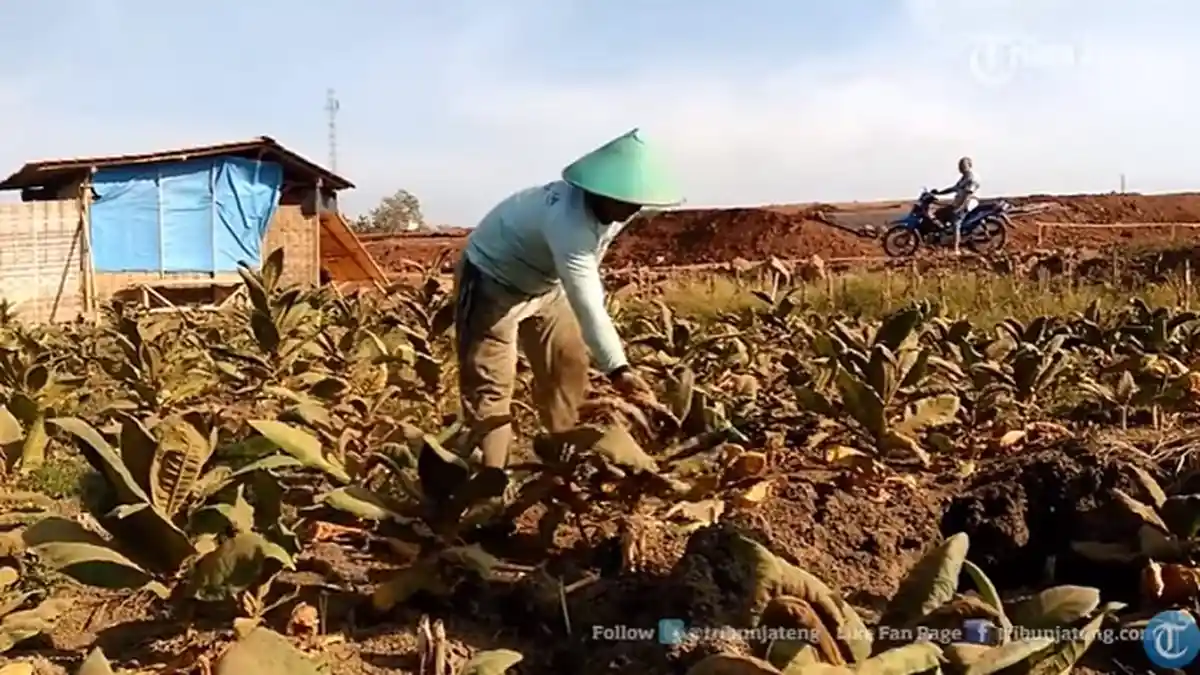 Tanpa Solusi dari Pemerintah, Petani Terancam Punah
