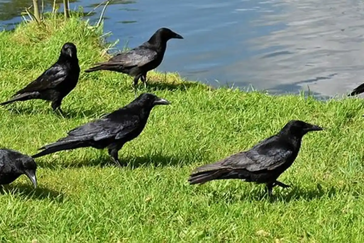 Arti Mimpi Tentang Burung Gagak, Punya Banyak Makna yang Beragam, Ini Tafsiran Lengkapnya