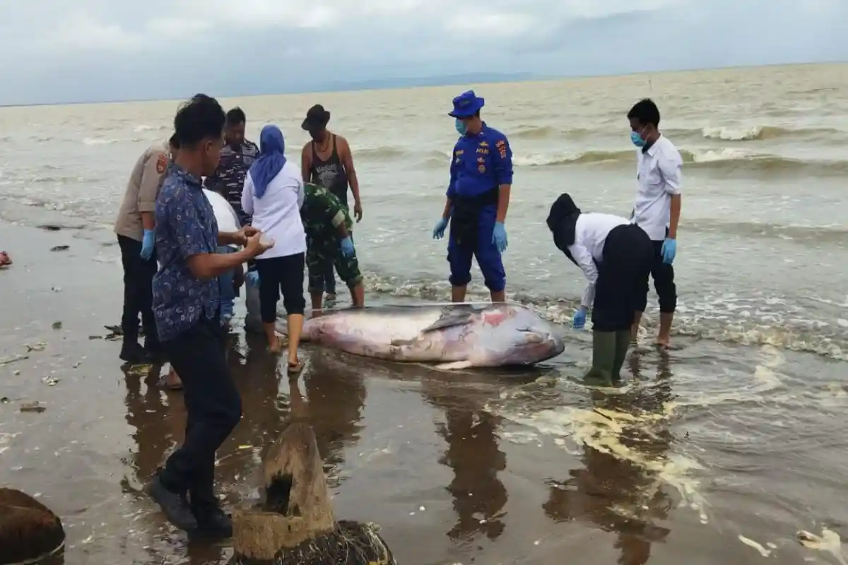 Warga Pandeglang Temukan Ikan Paus Kogia Mati Terdampar di Pantai Karoeng
