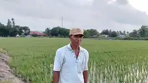 Petani-sawah-di-Kabupaten-Kupang.jpg
