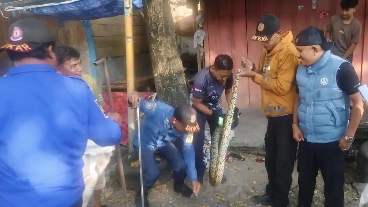 Damkar Turun Tangan Evakuasi Ular Piton Sepanjang 3 Meter di Pasar Sentral Atas Sinjai - Tribun-timur.com