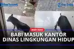 Bikin-Heboh-Seekor-Babi-Terobos-kantor-Dinas-Lingkungan-Hidup-DKI-Jakarta.jpg