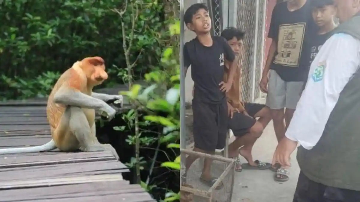 Aksi Heroik Empat Anak Samarinda Selamatkan Bekantan Diapresiasi BKSDA