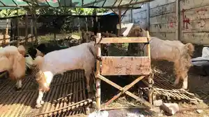 HEWAN-KURBAN-Lapak-hewan-kurban-di-Kota-Batu-jelang-Iduladha-2026-Pemkot-Batu.jpg