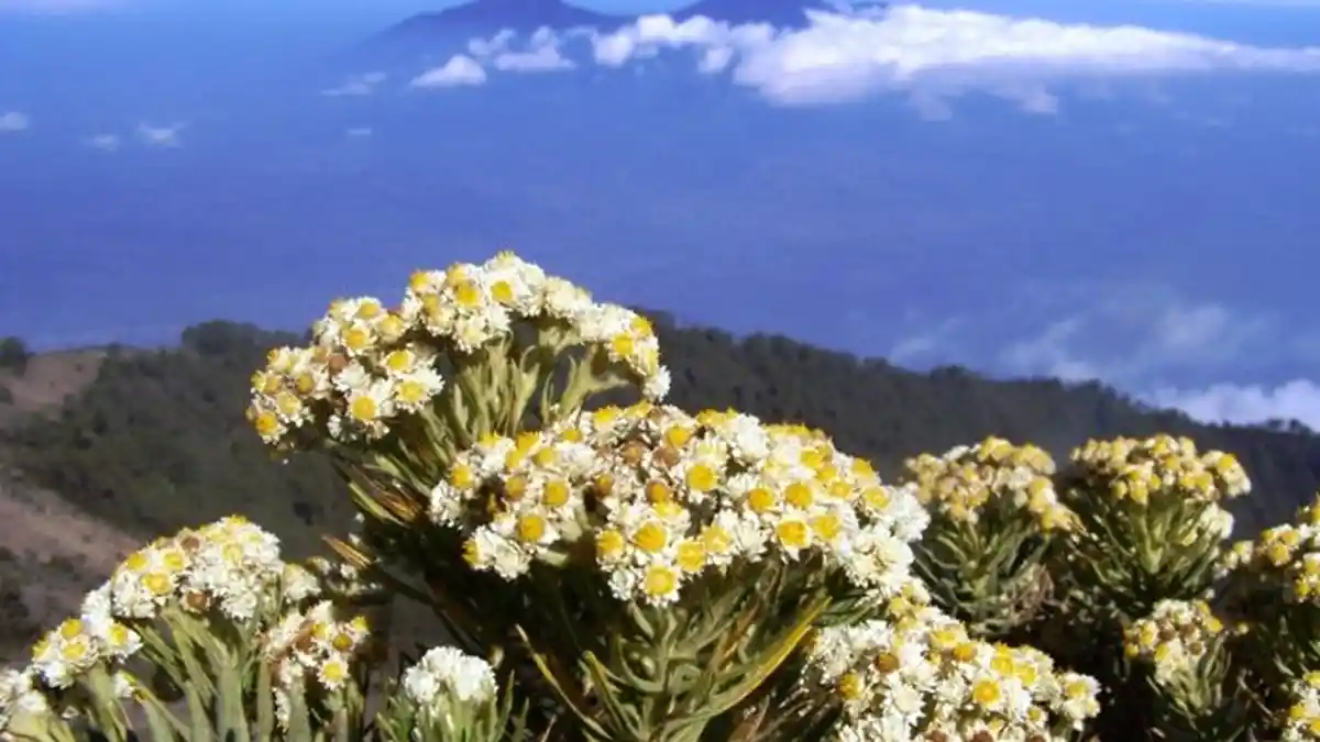 Tahukah Anda Kenapa Bunga Edelweis di Gunung Tidak Boleh Dipetik? Berikut ini Penjelasannya