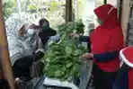 Panen Raya Sayur Hidroponik di KWT Anthurium