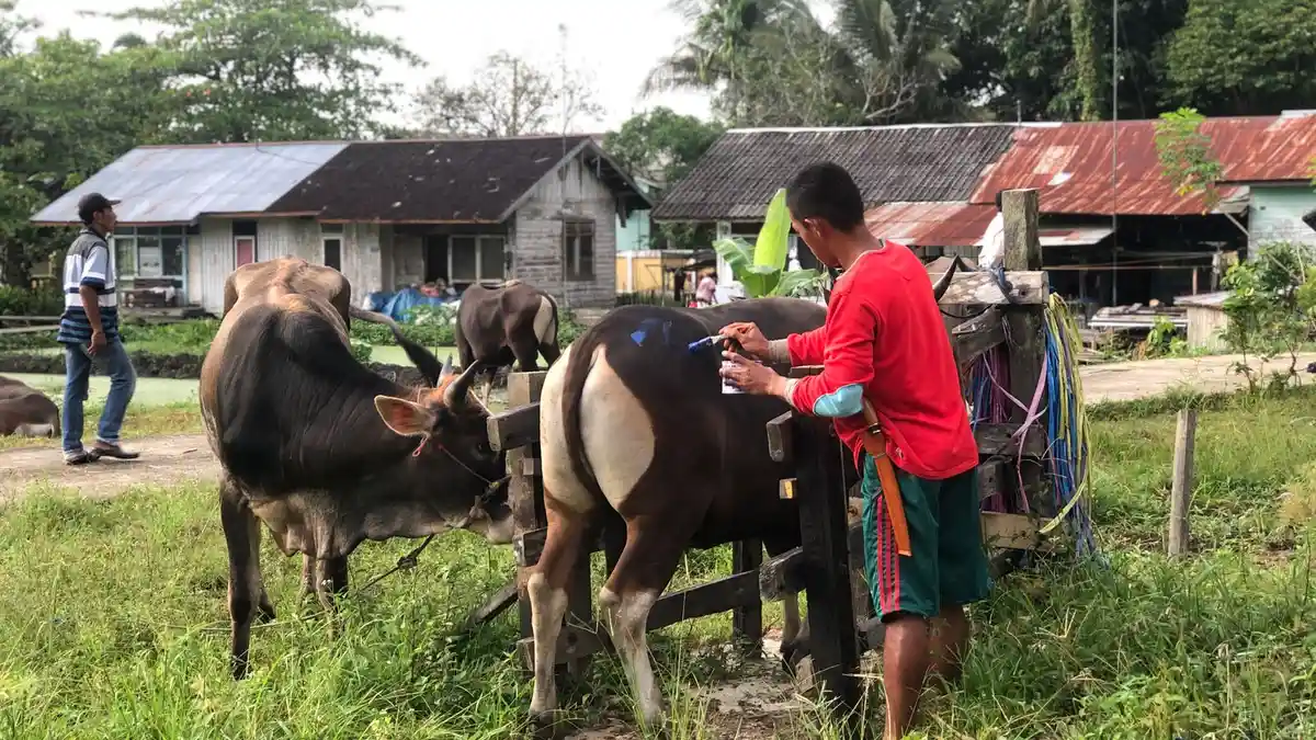 Rayakan Idul Adha, 120 Hewan Kurban Disembelih di RPH Kutai Kartanegara