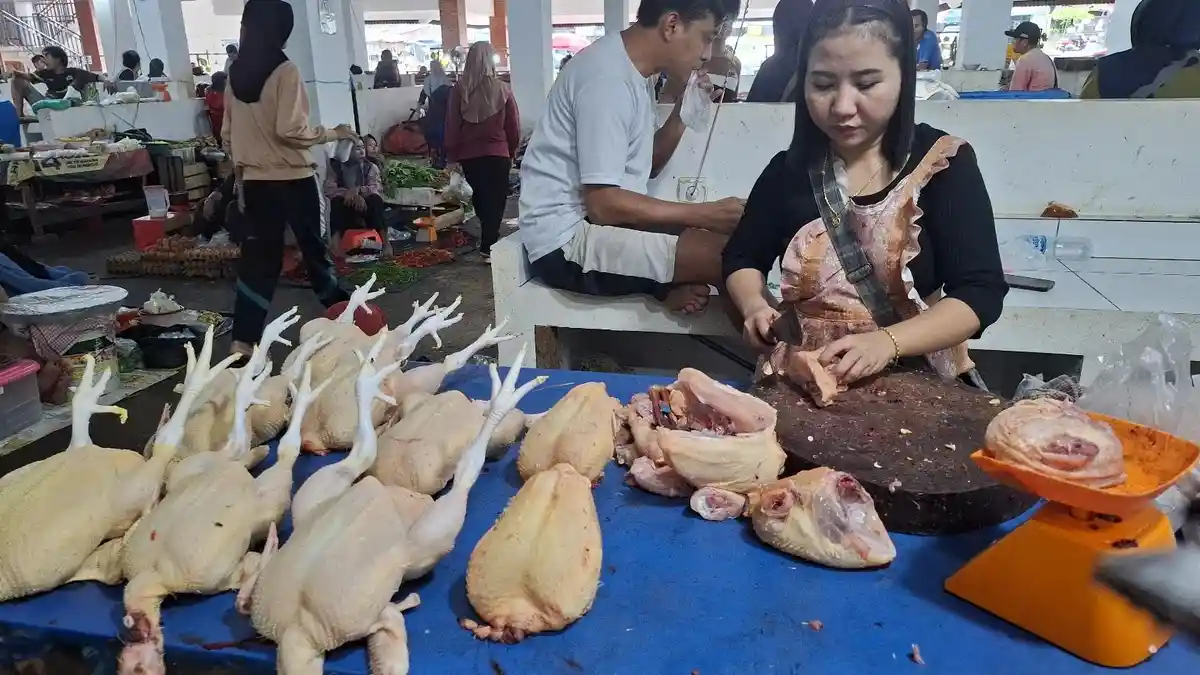 5 Daerah Penghasil Daging Ayam Buras Tertinggi di Provinsi Bengkulu