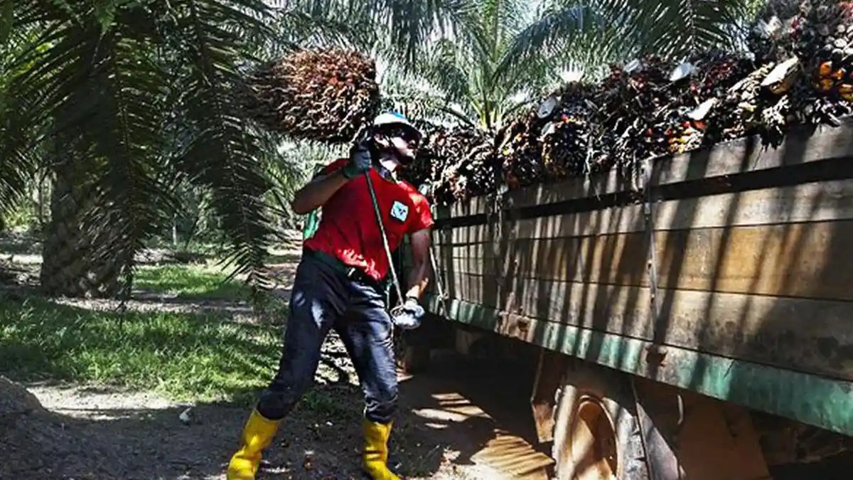 HARGA TBS Naik, Berikut Rincian Terbaru Sesuai Umur