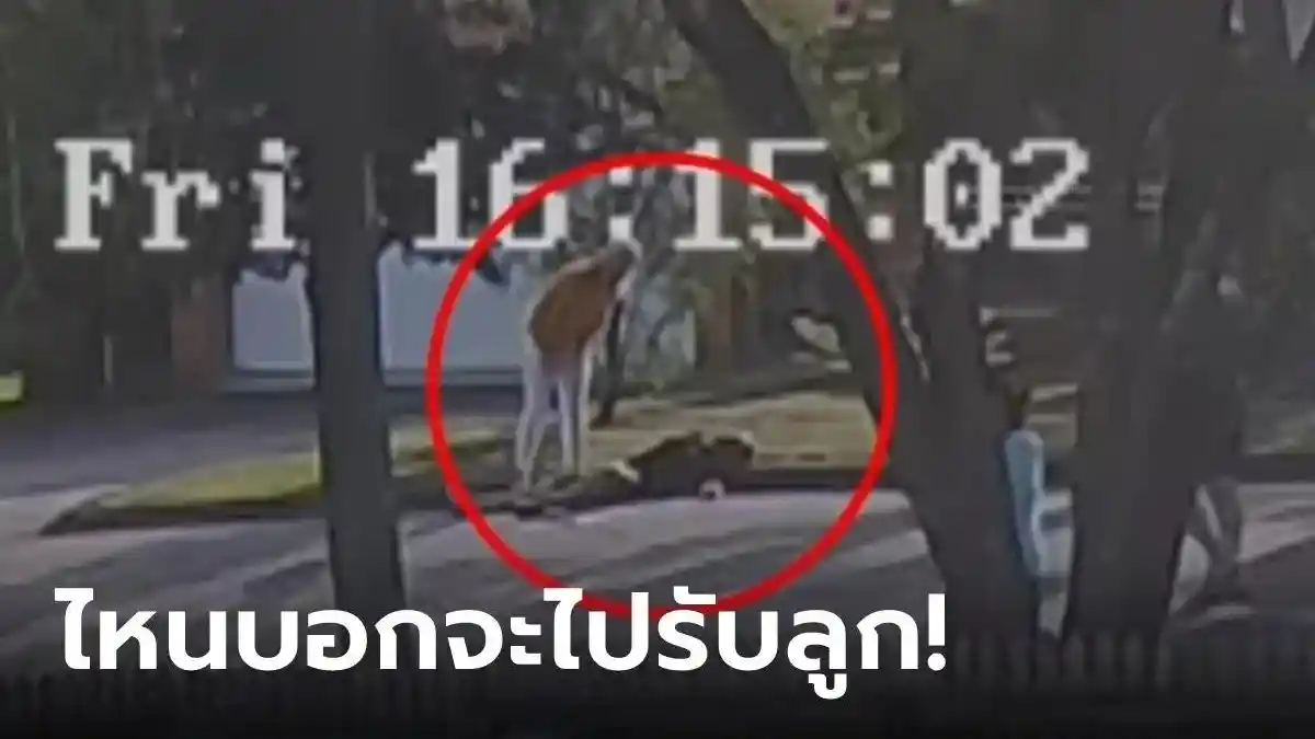 Suami Kepergok Bermesraan dengan Wanita di Jalan, Istri Emosi Tancap Gas Mobil dan Tabrak Keduanya