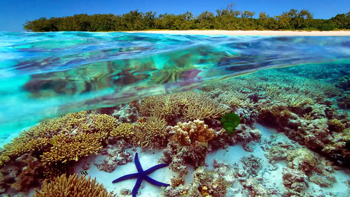 Great Barrier Reef Terancam oleh Suhu Laut Terpanas dalam 400 Tahun Terakhir