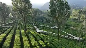 Gunung-Mas-Mendukung-Penataan-Kawasan-Wisata-Puncak-untuk-Keberlanjutan-Lingkungan.jpg