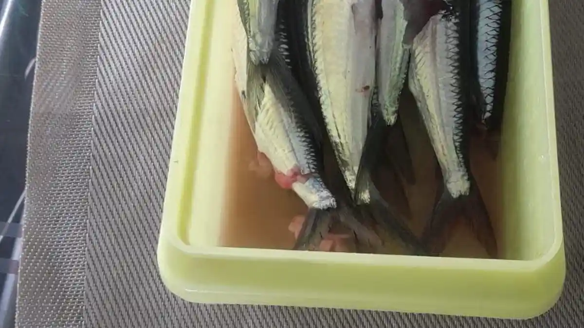 Kuliner NTT, Ini Jenis Ikan Panjang, Tipis Lonjong Tapi Enak Mo Mati Sa, Info dan Cek Harga di Sini