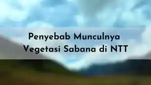 Penyebab-di-Nusa-Tenggara-Timur-terdapat-vegetasi-sabana.jpg