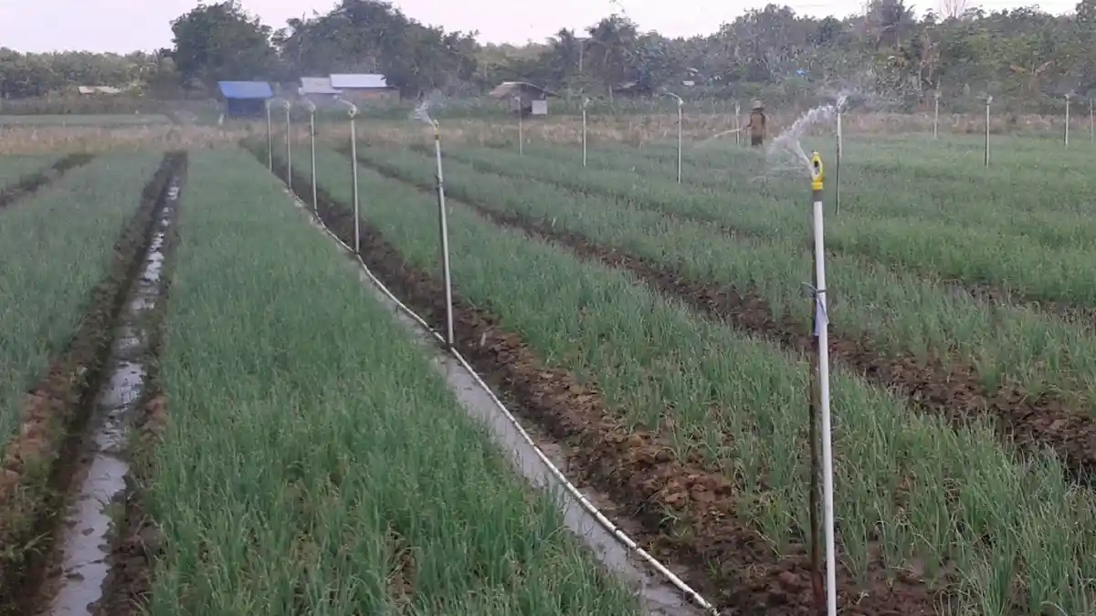 Wow, Petani Bawang Bisa Dapat Penghasilan Rp 1,3 Miliar!