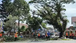 BPBD-Rantepao-pangkas-pohon.jpg