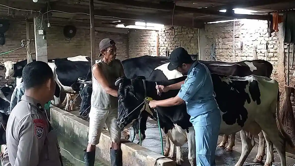 Kasus PMK di Kudus Tembus 67, Dispertan Gencarkan Vaksinasi Hewan Ternak