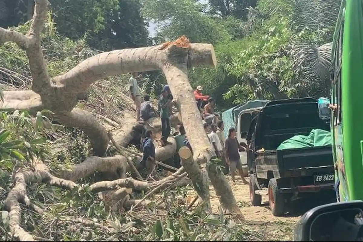 Pohon Tumbang, Lalu Lintas Flores Timur-Sikka NTT Lumpuh