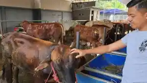 Cara-Unik-Pemuda-Pasuruan-Jual-Hewan-Kurban-Via-Live-TikTok-Free-Ongkir-hingga-Beri-Bonus-Kambing.jpg