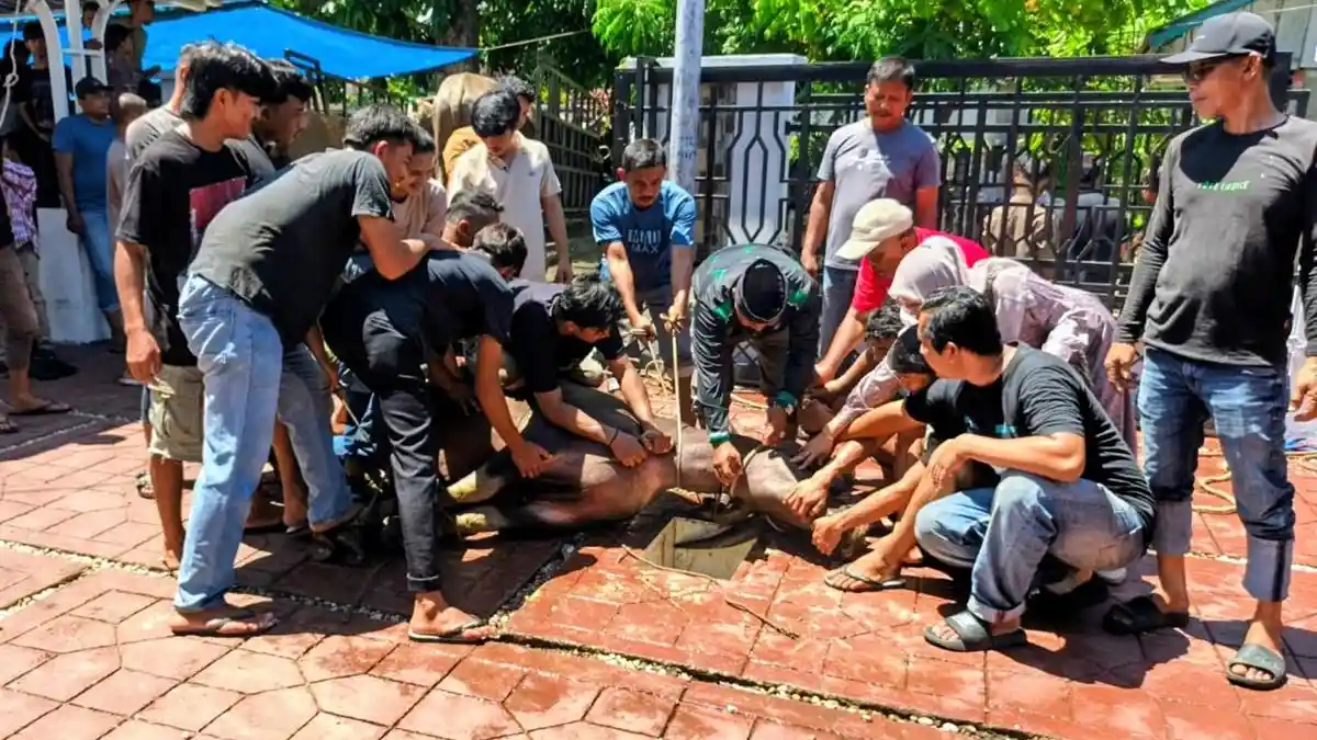 Warga Gampong Padang Hilir Abdya Sembelih 14 Hewan Kurban 