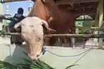 sapi-kurban-jenis-simmental-dari-presiden-joko-widodo-dikirimkan-ke-desa-sidomulyo.jpg