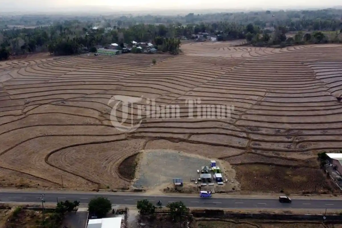 Kekeringan Ekstrem Menghantui Sawah di Desa Mappesangka, Kabupaten Bone - sawah-kekeringan-bone3.jpg