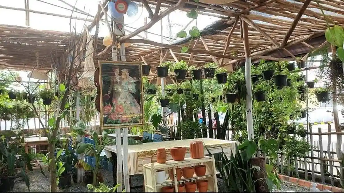 Sambil 'Ngeteh', Bisa Lihat Tanaman Ekor Naga di Cafe Hijaukan Teras