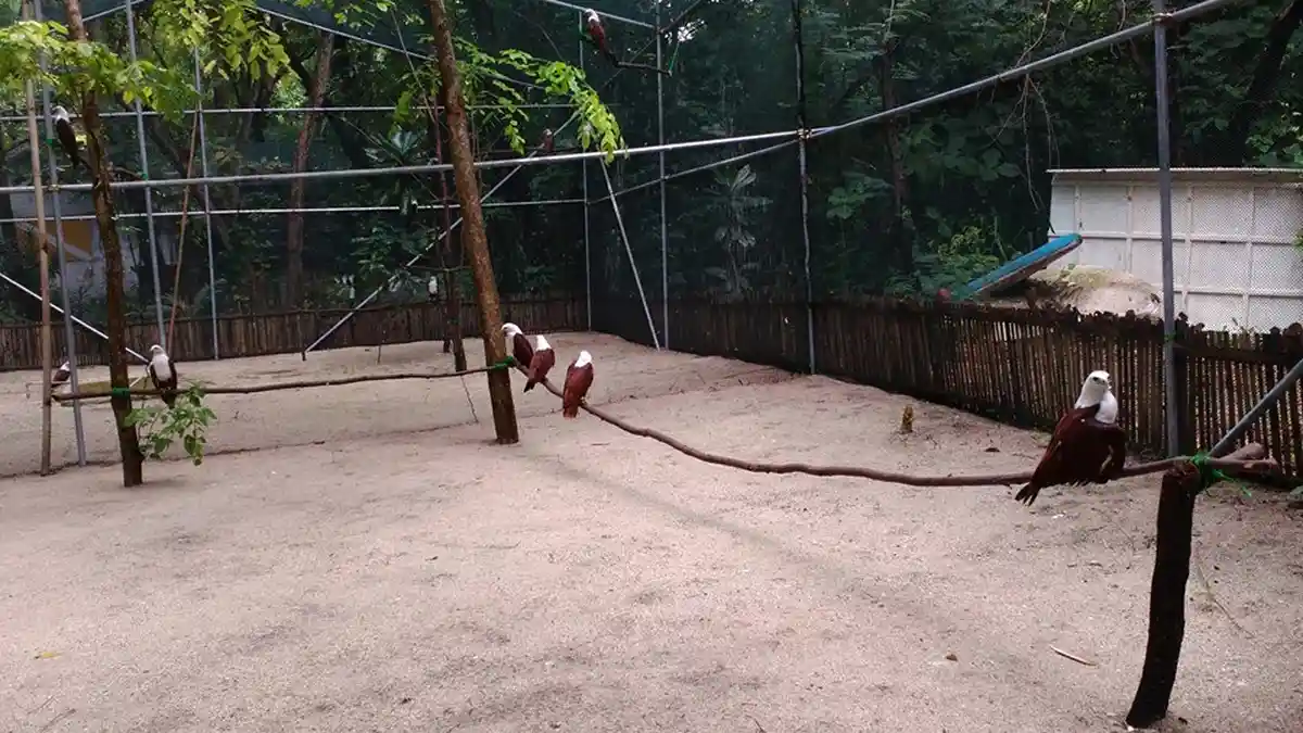 Elang-elang Bondol di Pulau Kotok Besar Kini Punya Rumah Baru