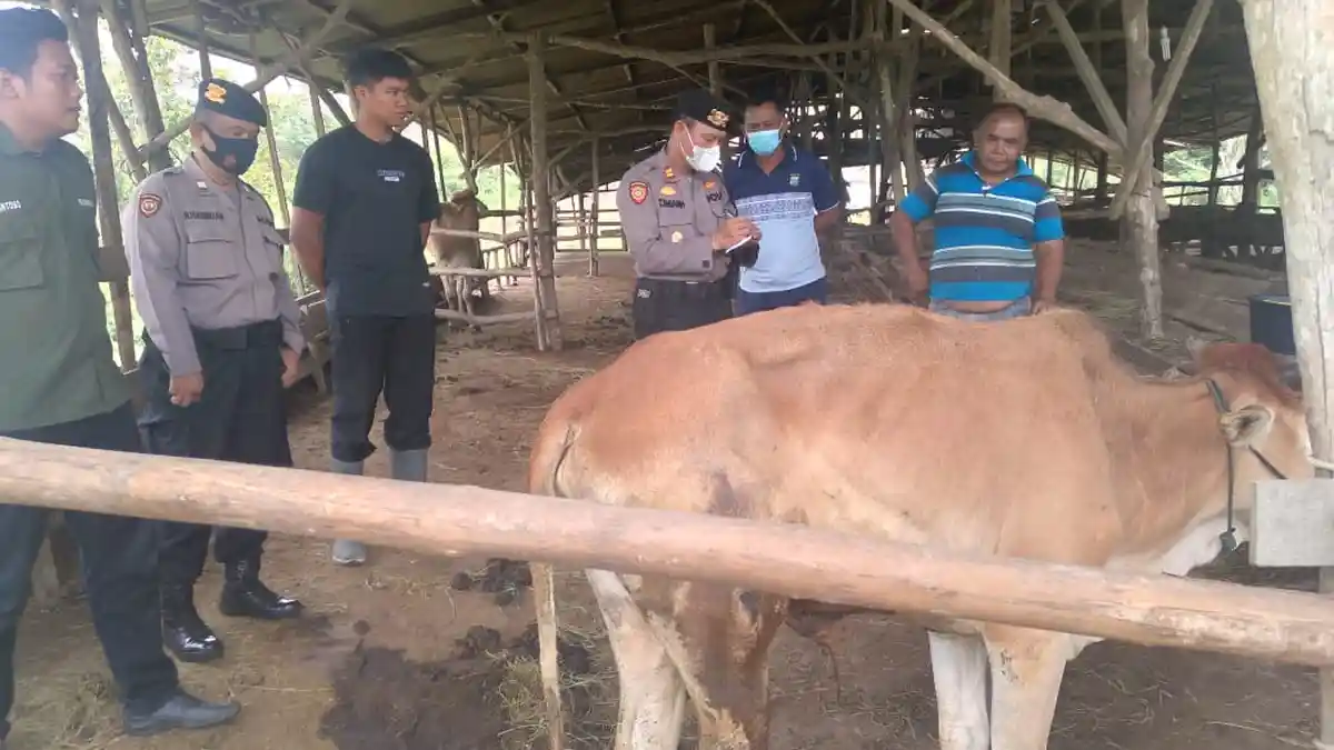 Satgas Penanganan PMK lakukan Pengecekan dan Kontrol Hewan Ternak Sapi di Balakka Nalomak