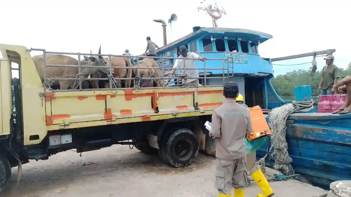 Penuhi Kebutuhan Daging Jelang Lebaran, 25 Ekor Sapi Anambas Tiba di Tanjungpinang