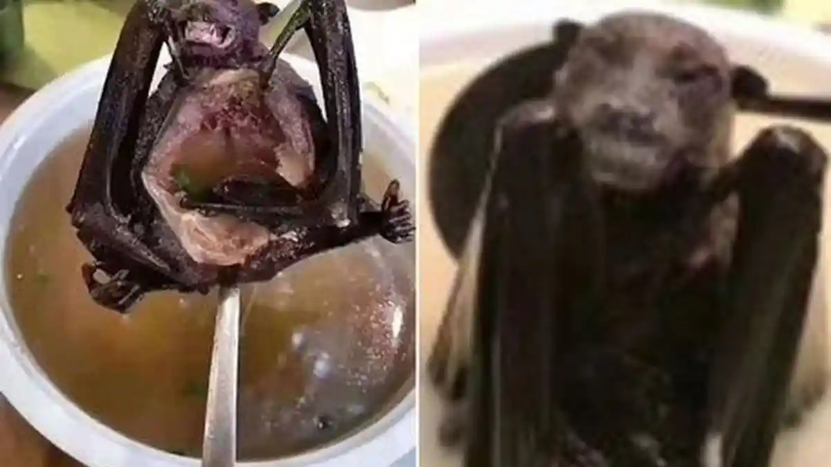 Virus Misterius Corona Muncul di Tiongkok, Diduga Berasal Dari Menu Makanan Hewan-hewan Ekstrem