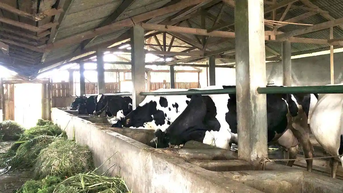 Fakta Video Aksi Buang Susu Sapi oleh Peternak di Kota Batu, Ada yang Tak Lolos Uji