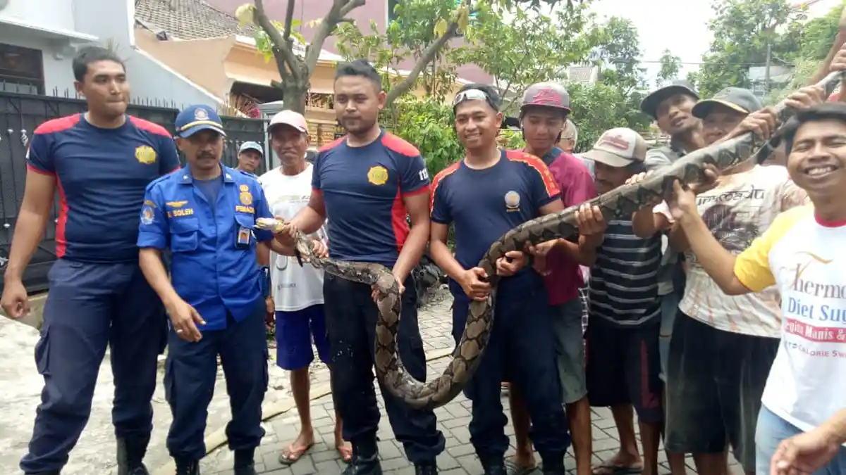 Geger Temuan Ular Piton di Rumah Warga di Malang, Ini Cara Jitu PMK Tangkap Ular yang Sembunyi