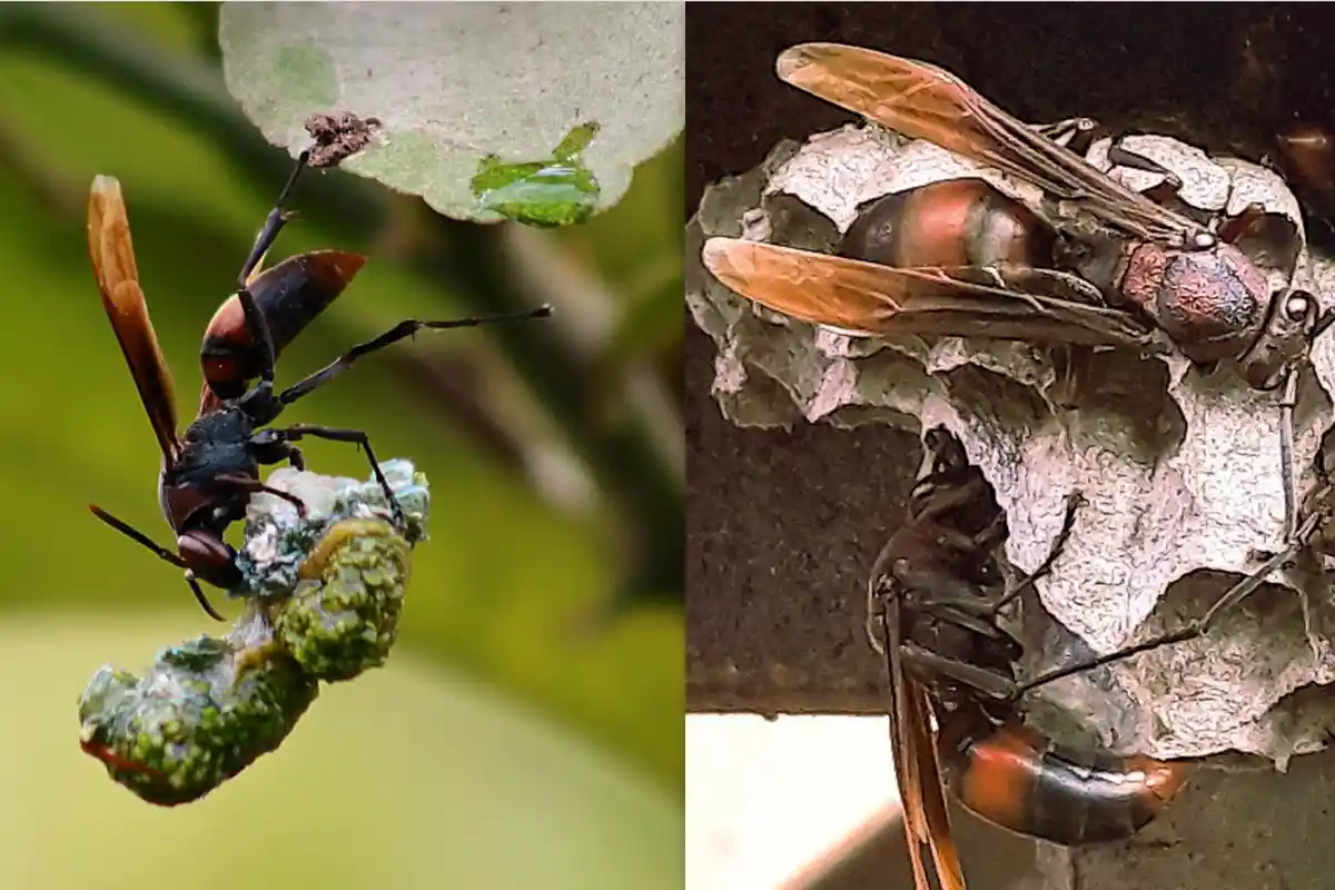 Kronologi Warga Sadu Tanjabtim Jambi Tewas Diserang Tawon Vespa, Tak Sengaja Usik Sarang Tawon