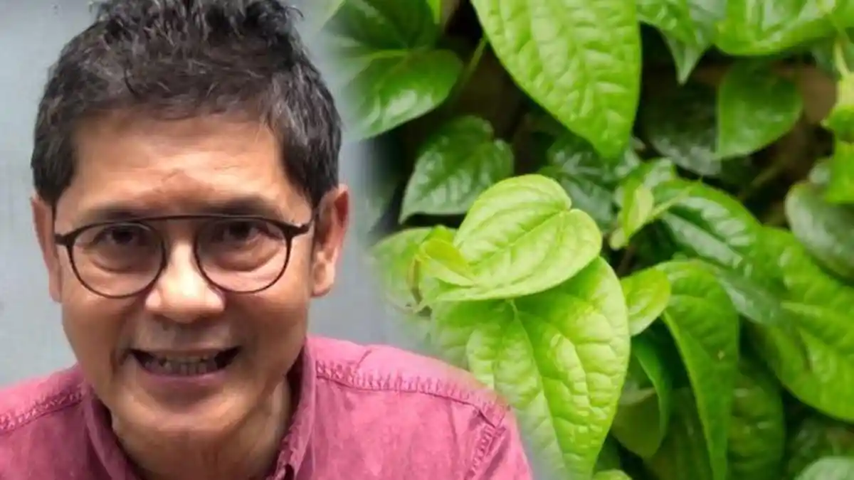 3 Manfaat Daun Sirih untuk Kesehatan yang Jarang Diketahui, dr Boyke Ungkap Cara Mengolahnya