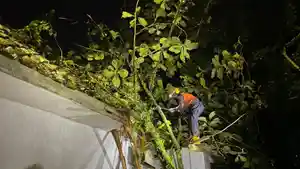 penangananpohontumbengbengbeng.jpg