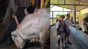 Harga-sapi-jumbo-Irfan-Hakim-capai-ratusan-juta-rupiah-Raffi-Ahmad-borong-enam-ekor.jpg