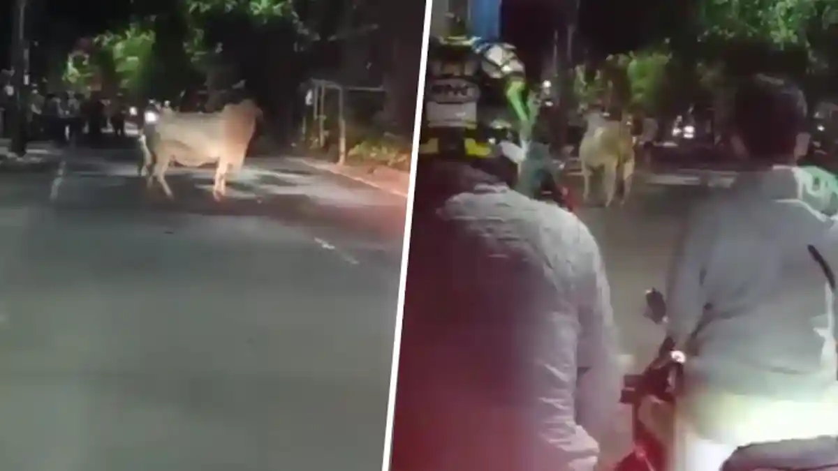 Viral Sapi Ngamuk di Bekasi, Seruduk Motor hingga Rumah