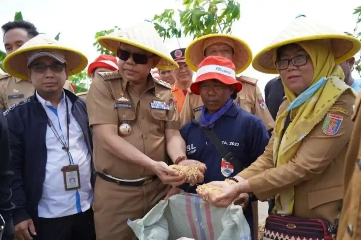 Dinas Pertanian Mesuji Lampung Sebut Target Produksi Gabah Kering Giling 2022 Sebanyak 262.259 Ton