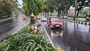Pengendara-motor-tewas-ketimpa-pohon.jpg