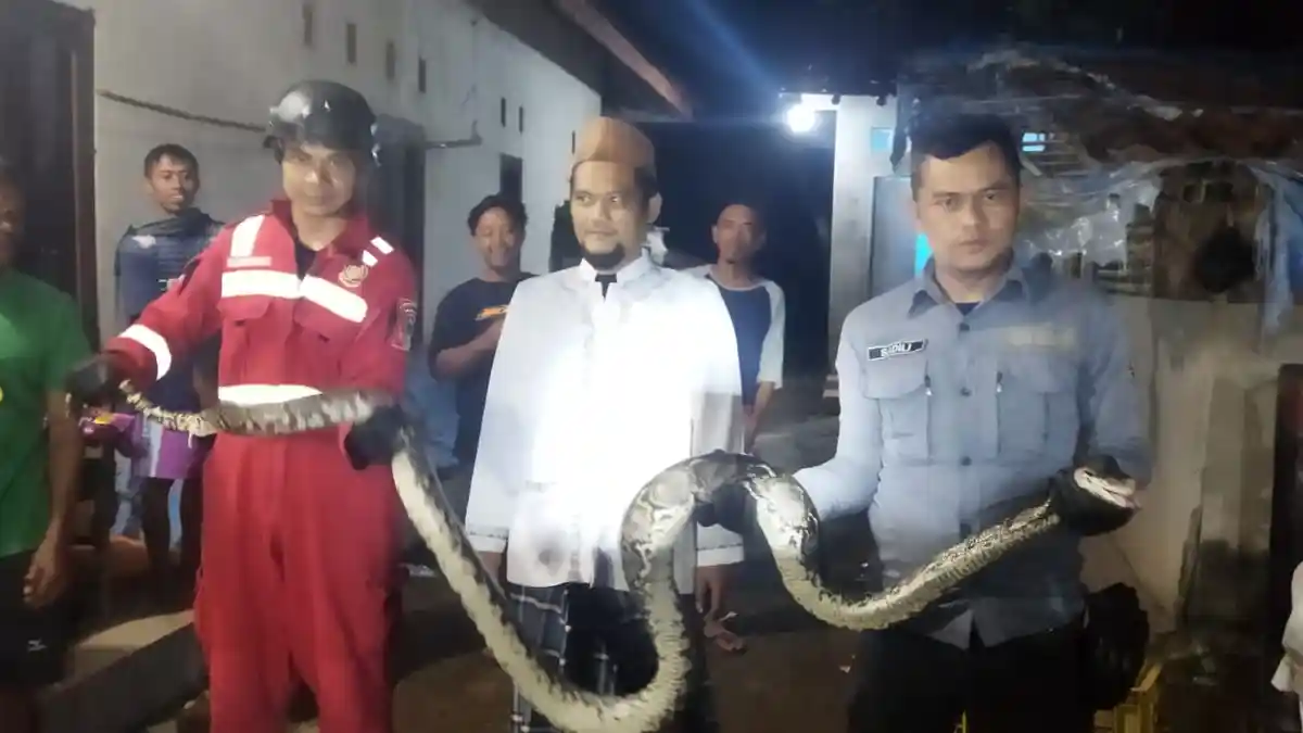 Tangkap Ular Piton 5 Meter, Warga di Kuningan Ramai-ramai Menyerahkannya Ke Petugas Damkar