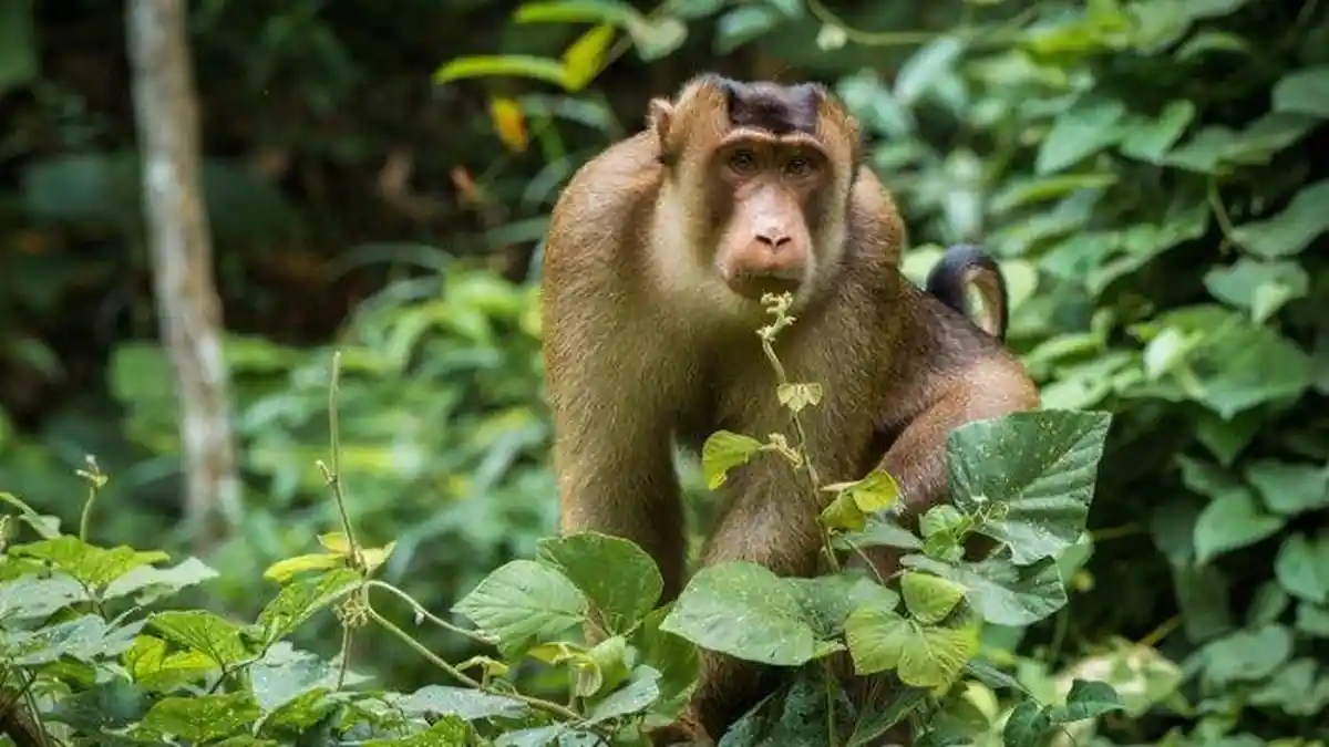 Update Seekor Beruk Masuk Perumahan di Kota Padang, BKSDA Duga Lepas dari Pemiliknya