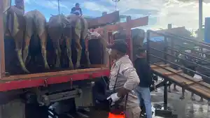 37-ekor-sapi-dari-Wahai-Maluku-Tengah-bebas-dari-penyakit-mulut-dan-kuku-PMK.jpg