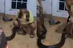 Ular Piton Raksasa Hebohkan Warga Jalan Jahri Saleh Banjarmasin Saat Dini Hari, Evakuasi Dramatis