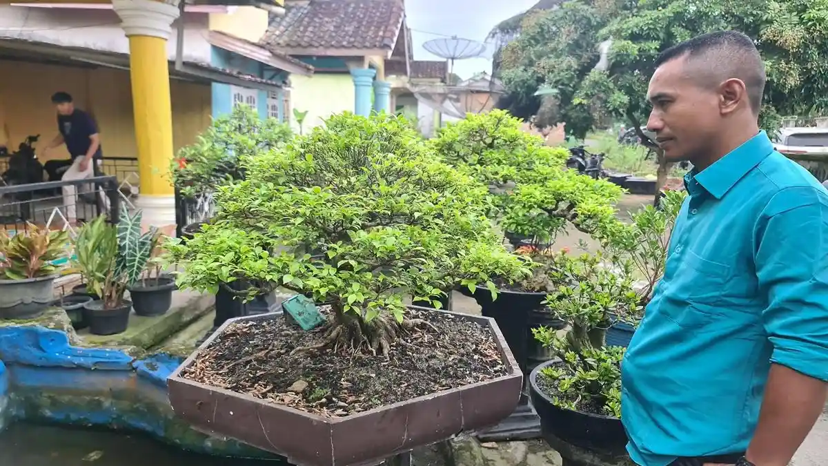 Tips Merawat Bonsai, Jenis Anting Putri Jadi Favorit Bagi Pecinta Bonsai di OKU Timur